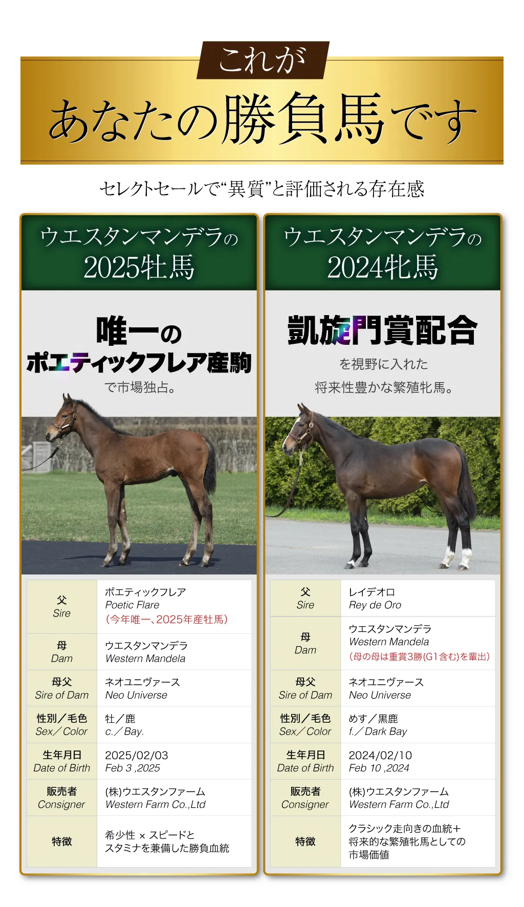 これが、あなたの勝負馬です。商品名：ウエスタンマンデラの2024（牝）・2025（牡）──セレクトセールで“異質”と評価される存在感。
			【ウエスタンマンデラの2024（牝）】
			父：レイデオロ
			母：ウエスタンマンデラ（母の母は重賞3勝(G1含む)を輩出）
			母父：ネオユニヴァース
			性別／毛色：めす／黒鹿
			生年月日：2024/02/10
			販売者：(株)ウエスタンファーム
			特徴：クラシック走向きの血統＋将来的な繁殖牝馬としての市場価値

			【ウエスタンマンデラの2025（牡）】
			父：ポエティックフレア（今年唯一、2025年産牡馬）
			母：ウエスタンマンデラ
			母父：ネオユニヴァース
			性別／毛色：牡／鹿
			生年月日：2025/02/03
			販売者：(株)ウエスタンファーム
			特徴：希少性 × スピードとスタミナを兼備した勝負血統