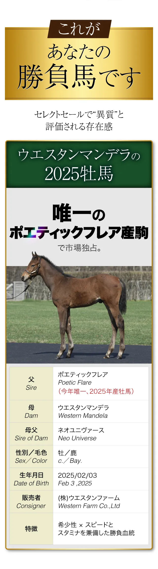 これが、あなたの勝負馬です。商品名：ウエスタンマンデラの2024（牝）・2025（牡）──セレクトセールで“異質”と評価される存在感。
			【ウエスタンマンデラの2024（牝）】
			父：レイデオロ
			母：ウエスタンマンデラ（母の母は重賞3勝(G1含む)を輩出）
			母父：ネオユニヴァース
			性別／毛色：めす／黒鹿
			生年月日：2024/02/10
			販売者：(株)ウエスタンファーム
			特徴：クラシック走向きの血統＋将来的な繁殖牝馬としての市場価値